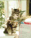 03.08.2003 мой кот Пуша ест икибану, которую я сделала из разных трав и цветов, которые растут недалеко от дома.